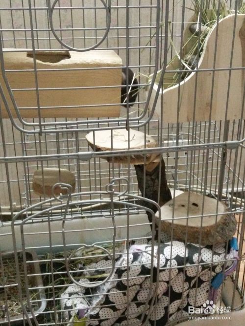 怎样养宠物龙猫