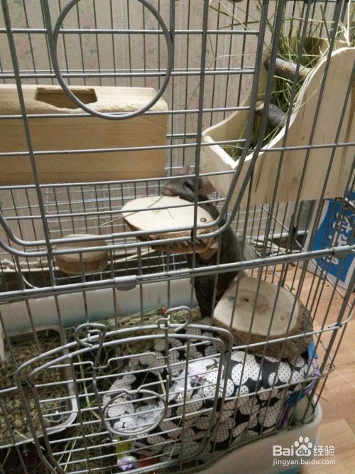 怎样养宠物龙猫