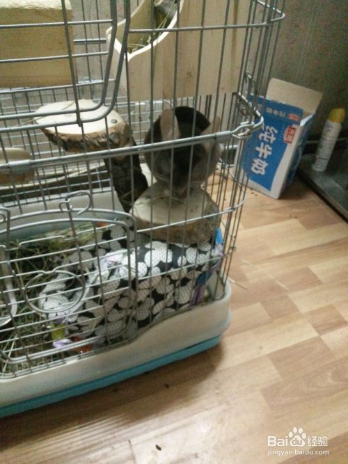 怎样养宠物龙猫