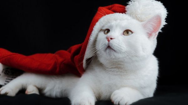 英国短毛猫的性格特点