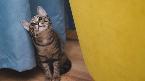 能给猫喝旺仔牛奶吗