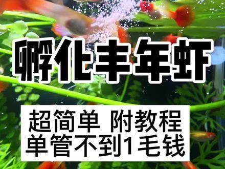 没想到丰年虾这么容易孵化,从此喂鱼品质提上去,成本打下来!#孵化丰年虾 #丰年虾 #养鱼
