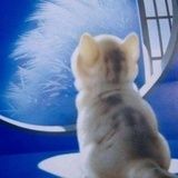 上海宠物领养