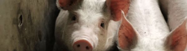 pig