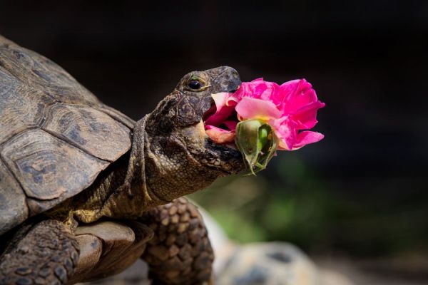 Comedy Pet Photo Awards，搞笑宠物摄影大赛，摄影，获奖作品