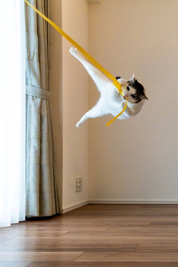 Comedy Pet Photo Awards，搞笑宠物摄影大赛，摄影，获奖作品