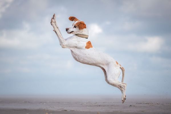 Comedy Pet Photo Awards，搞笑宠物摄影大赛，摄影，获奖作品