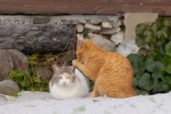 Comedy Pet Photo Awards，搞笑宠物摄影大赛，摄影，获奖作品