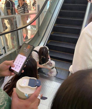 狗狗被扶手电梯夹脚了[疑问][疑问][疑问]