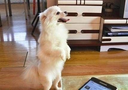 如何训练狗狗的服从性?分享 8 个实用技巧