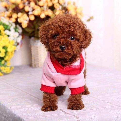 泰迪犬服从性训练