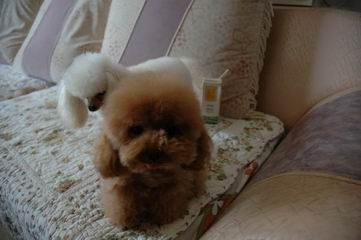 泰迪犬服从性训练