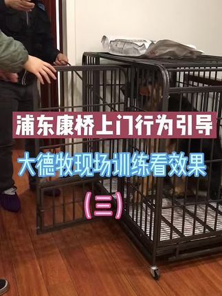 九宠阁宠物专业引导训练：九个月公德牧，接受上海九宠阁宠物上门行为引导训练，日常行为规范，服从训练，主人耳濡目染，效果立竿见影。#宠物训练 #宠物上门行为引导 #德牧