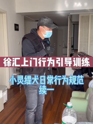 九宠阁宠物专业引导训练：千万不要送狗狗去上学，理论上来说，谁训练狗狗，狗狗就听谁的话。#宠物训练 #上门行为引导训练 #宠物引导师 #远程引导训练