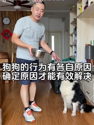 九宠阁宠物专业引导训练：宠物逻辑思维引导课程，并不是训练技能动作那般，错误的训练往往适得其反，主人需要的是确定，需要的是专业，需要的是短时间解决问题。#边境牧羊犬 #宠物引导师 #宠物线上引导课程 #宠物上门引导课程