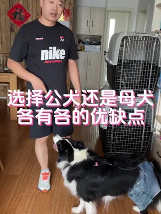 九宠阁宠物专业引导训练：新手养犬推荐母的比较合适，狗狗除了品相，其实更为重要的就是性格，懂得如何驯养的话，那当然都没有问题哦。#边境牧羊犬 #宠物引导师 #宠物线上引导课程 #宠物上门引导课程