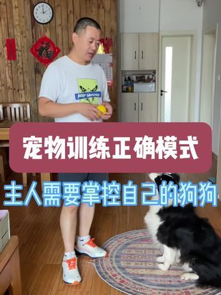九宠阁宠物专业引导训练：宠物训练最好的模式，也是快速有效，主人终身受益的模式，就是要让主人了解自己狗狗的问题所在，主人掌控狗狗才是最正确的模式。#边境牧羊犬#宠物引导师 #宠物上门引导课程 #宠物远程引导课程