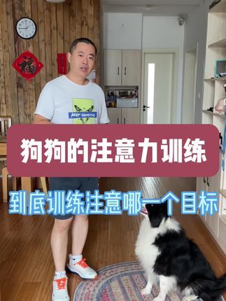 九宠阁宠物专业引导训练：主人亲自训练，才能有效改变狗狗的逻辑思维，我们要做到的是一五一十传授主人训练自己狗狗的方法。正所谓“授之以鱼不如授之以渔”，与其给主人一条鱼，不如传授主人捕鱼的方法，不仅从根本上解决问题，还能“受益终身”哦。#宠物引导师 #宠物上门引导课程 #宠物线上引导课程 #边境牧羊犬