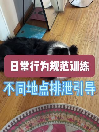 九宠阁宠物专业引导训练：培养狗狗的日常行为习惯分三步，第一是主人制定规矩，第二是主人引导狗狗遵守规矩，第三是主人坚持共同执行。所以不难看出，要想让狗狗学会家里的规矩，每一步都离不开“主人”二字，都看到这里了，可千万别再想着把狗狗送出去，让别人给狗狗树规矩了哦。#如何训练小狗 #宠物引导师 #宠物上门引导课程 #宠物线上引导课程 #边境牧羊犬