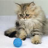 猫咪总要离家出走怎么办