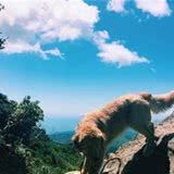 黄金猎犬也想动次动躺地「扭腰摆臀」踩空中脚踏车
