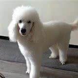 迷你贵宾犬怎么养是容易饲养的宠物犬