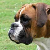 方头黑眼腱子肉，看着就像恶犬？6点帮你了解面恶心善的拳师犬