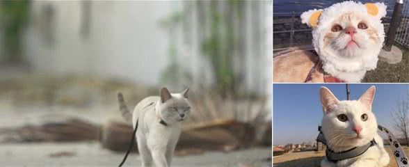 猫咪也要户外运动，教你如何遛猫