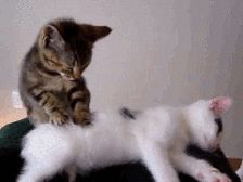 5d2bee89de598.gif!ori