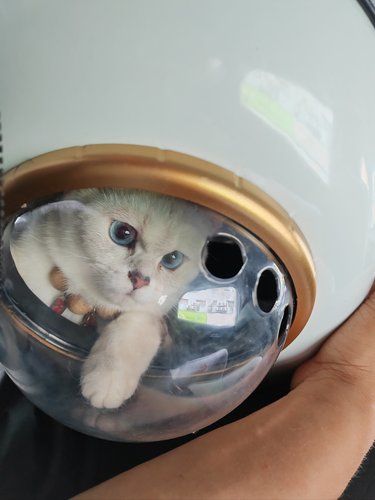 家人们 母猫绝育188元是真的