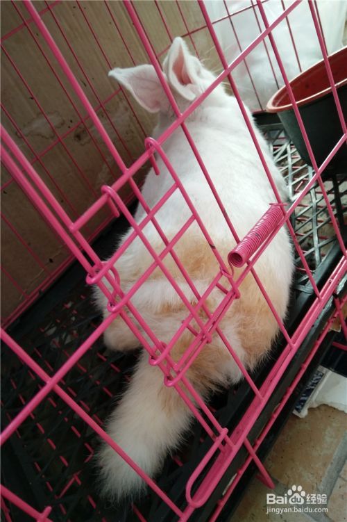宠物兔的驯养方法