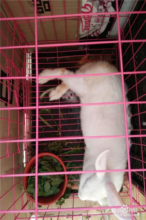 宠物兔的驯养方法