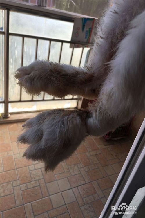 宠物兔的驯养方法