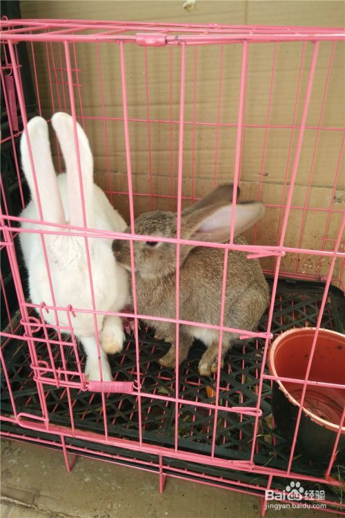 宠物兔的驯养方法