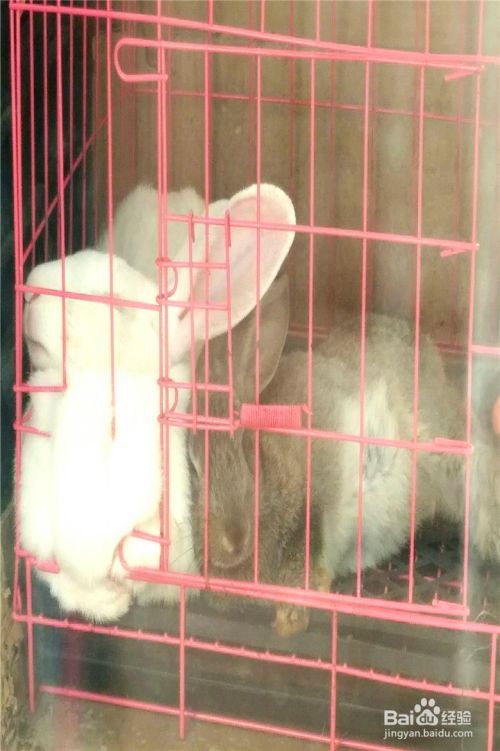 宠物兔的驯养方法