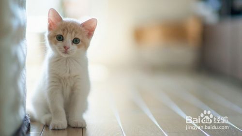 如何解读猫咪的这6个行为？