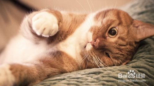 如何解读猫咪的这6个行为？