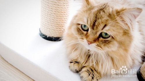 如何解读猫咪的这6个行为？
