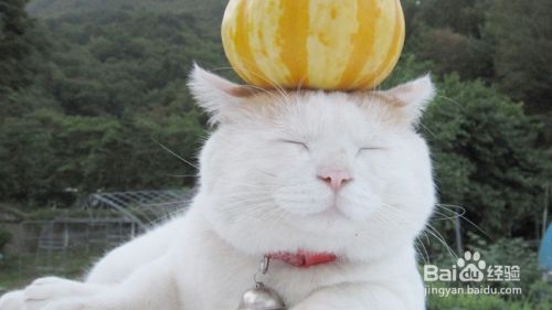 如何解读猫咪的这6个行为？