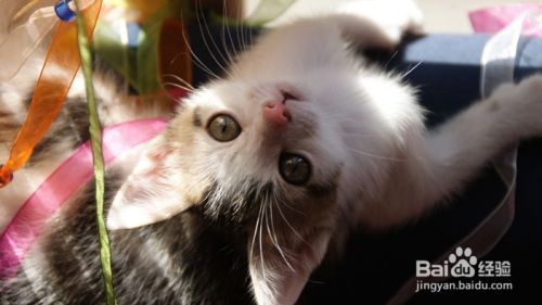如何解读猫咪的这6个行为？