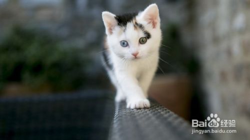 如何解读猫咪的这6个行为？