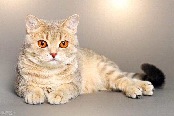 从神灵到伴侣：宠物猫的千年演变史！
