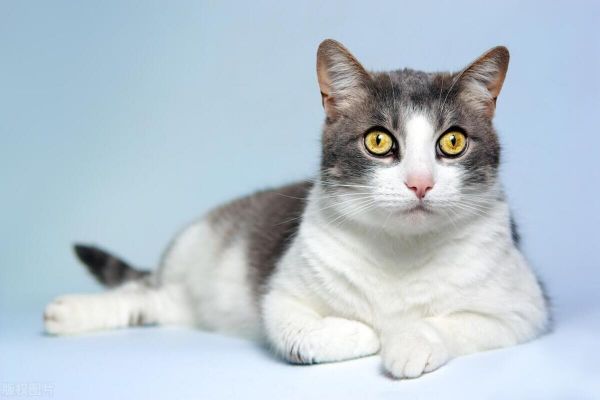 从神灵到伴侣：宠物猫的千年演变史！