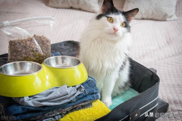 邮寄宠物猫用什么快递?如何运送宠物猫?