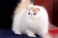 波斯猫为什么会突然咬人?
