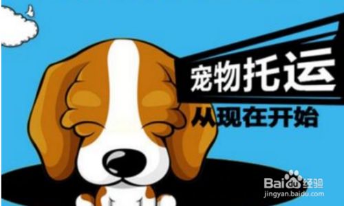 宠物狗狗托运费用及详细流程