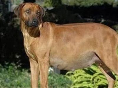 狗怀孕吃什么最营养
