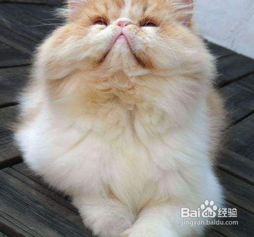 个人养波斯猫的日常护理方法公开
