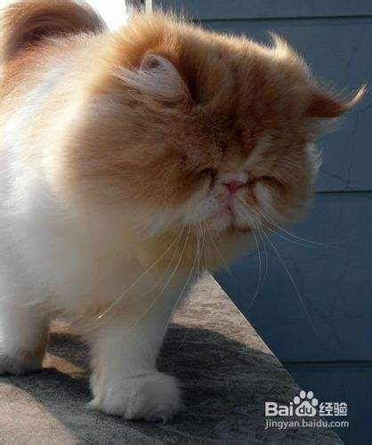 个人养波斯猫的日常护理方法公开