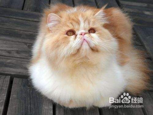 个人养波斯猫的日常护理方法公开